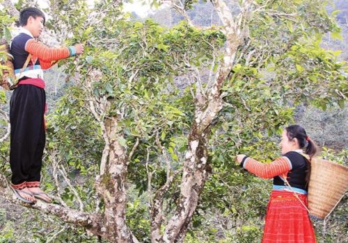 Cách Người Dao Đỏ, Mông, Tày Thu Hái Và Chế Biến Trà Truyền Thống