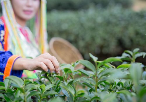 Ngành Trà Thái Nguyên: Những Hạn Chế Cần Vượt Qua và Giải Pháp Phát Triển Bền Vững!