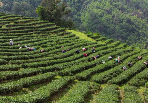 Làm Sao Để Một Hợp Tác Xã Trà Nhỏ Xây Dựng Được Thương Hiệu Riêng?