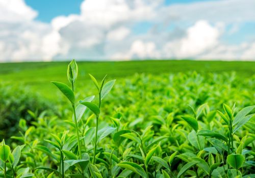 Những Truyền Thuyết Quanh Cây Chè Và Nguồn Gốc Của Trà Việt