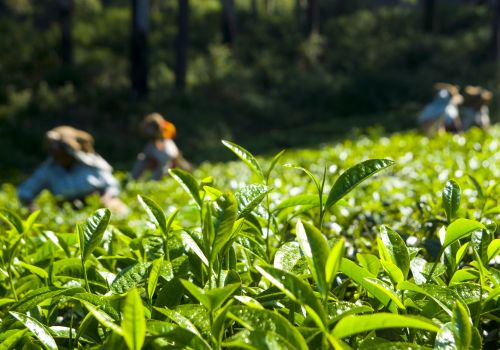 Các Vùng Trà Mới Nổi Ở Việt Nam – Làn Gió Mới Của Ngành Trà