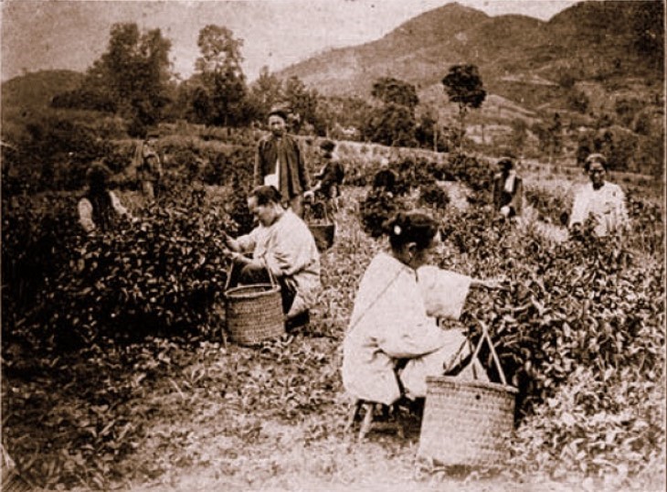 che-xua-nguon-goc-tra