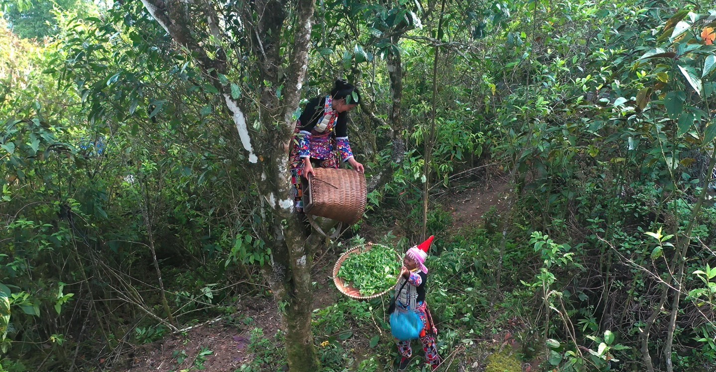 nguoi-dao-do-hai-che-che-bien-tra-shan-tuyet-dan-toc-dao-do
