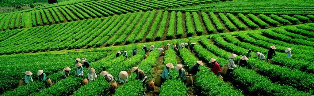 tra-thai-nguyen-1024x314-4