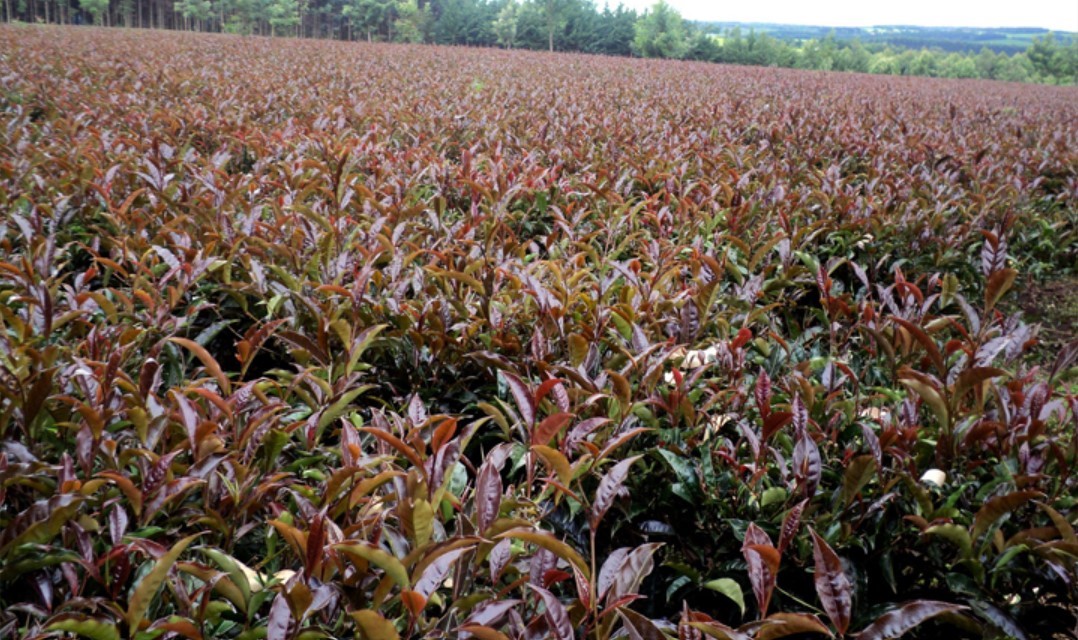 vuon-che-tim-vuon-tra-tim